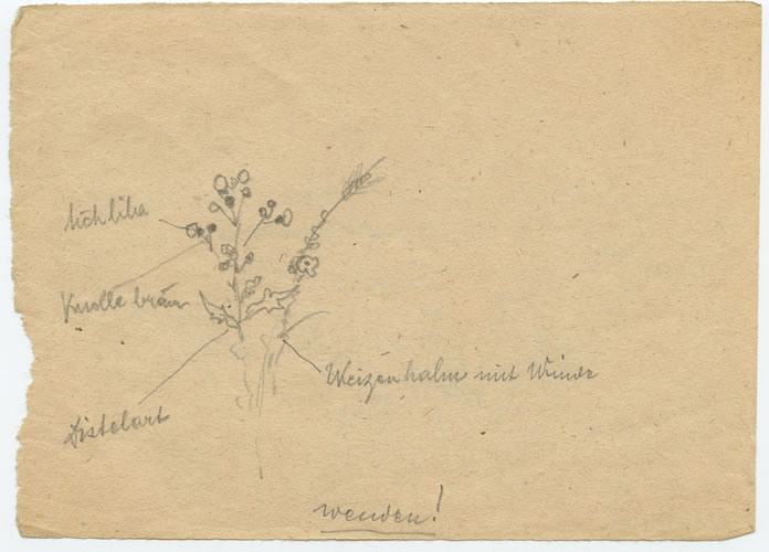 Distel, Weizenhalm mit Winde