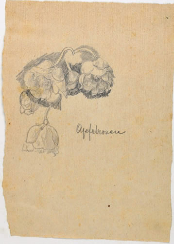 Apfelrosen