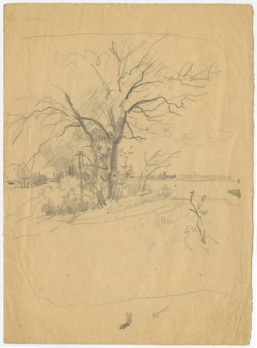 Baum mit jungem Unterholz