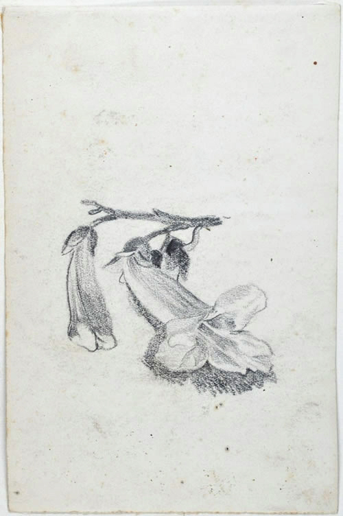 Trompetenblume