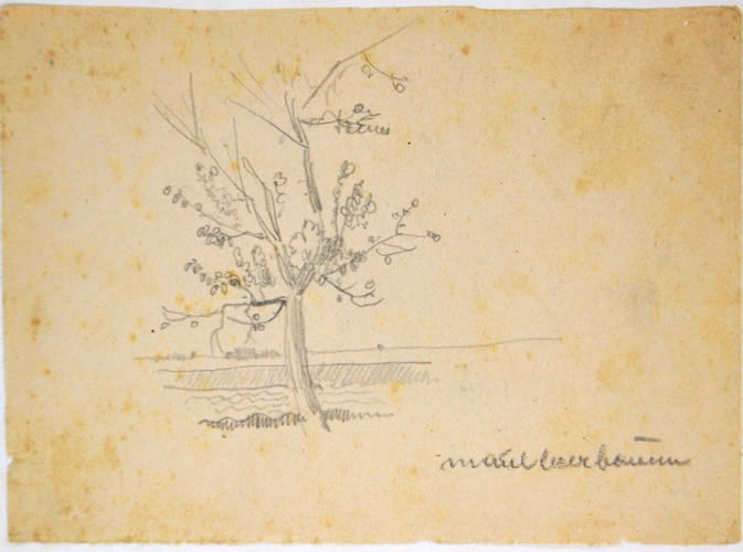 Maulbeerbaum