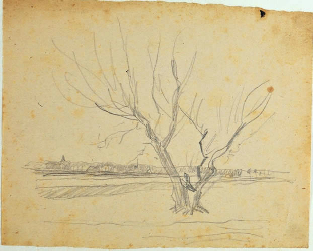 Weidebaum auf der Flur