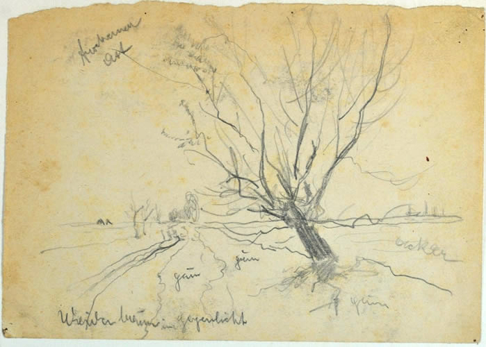 Weidenbaum im Gegenlicht