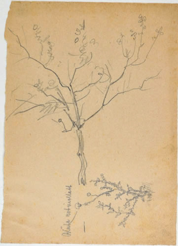 Baum und Distel