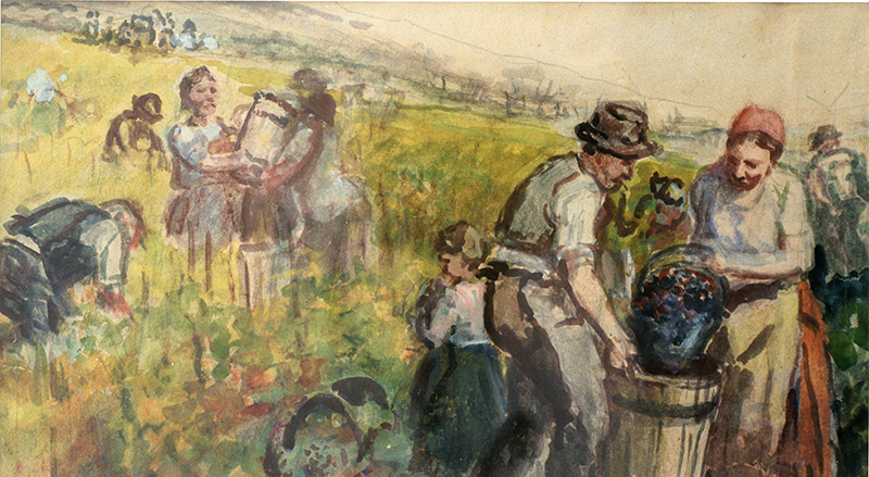 Weinlese im Hügelland