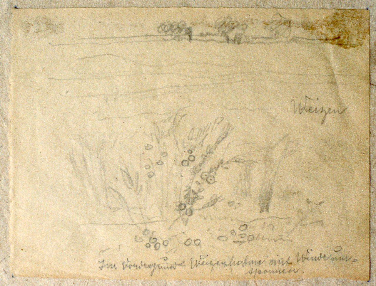 Weizenfeld, Feldblumen