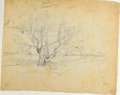Weidenbaum am Wegrand - WK:1881