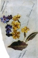 Primula veris und Leberblümchen - WK:1267