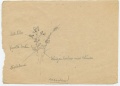 Distel, Weizenhalm mit Winde - WK:2076