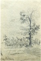 Akazie am Kukuruzfeld - WK:1507