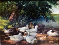 Enten am Teich - WK:0822