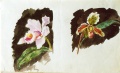 Orchideen - WK:1270