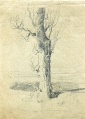 Akazie, knorriger Stamm - WK:1579