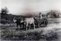 Ochsenkarren, rumänischer Bauer - WK:0179
