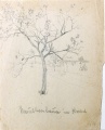 Maulbeerbaum im Herbst - WK:1875