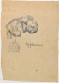 Apfelrosen - WK:1883