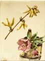 Forsythienzweig, Küchenschelle - WK:1276