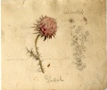 Distel - WK:1264
