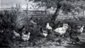 Hühnerhof - WK:1946