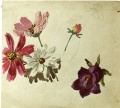 Verschiedene Blumen - WK:1266