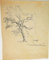 Maulbeerbaum - WK:2188