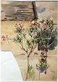 Oleander - WK:1152