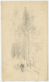 Baumgruppe, Fichten - WK:2159