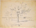 Maulbeerbaum - WK:2191