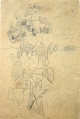 Sonnenblume - WK:1570