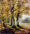 Birken mit Herbstlaub - WK:0209