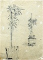 Oleander - WK:1232