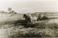 Weizenflur mit Pferdewagen - WK:0721