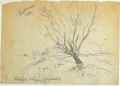 Weidenbaum im Gegenlicht - WK:1878