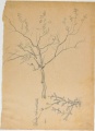 Baum und Distel - WK:2196