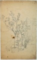 Oleander - WK:1665