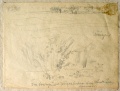 Weizenfeld, Feldblumen - WK:1571
